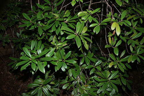 Image of Myrsine arenaria by (c) Greg Tasney, some rights reserved (CC BY-SA)
