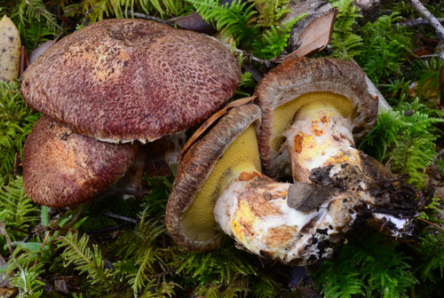 Suillus lakei