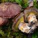 Western Painted Suillus - Photo (c) noah_siegel, some rights reserved (CC BY-NC-SA), uploaded by noah_siegel