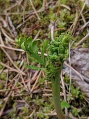 Botrychium matricariifolium