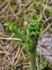 Botrychium matricariifolium