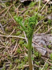 Botrychium matricariifolium