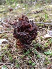 Gyromitra esculenta