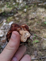 Gyromitra esculenta