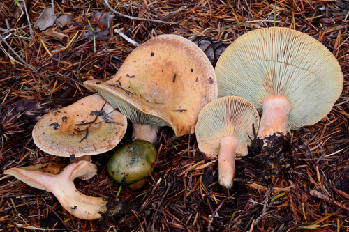 Lactarius rubrilacteus