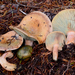 Lactarius rubrilacteus - Photo (c) noah_siegel, alguns direitos reservados (CC BY-NC-SA), uploaded by noah_siegel