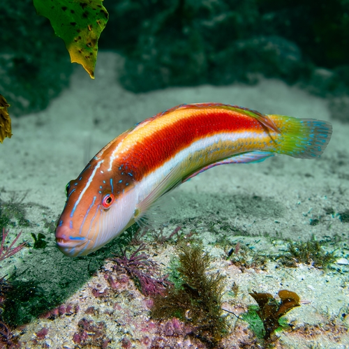 Australian maori-wrasse (Ophthalmolepis lineolata) — Labridae — 4