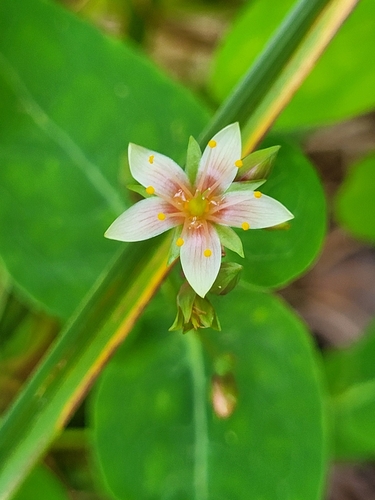 Virginia marsh St. Johnswort (Hypericum virginicum)