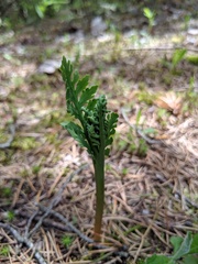 Botrychium michiganense