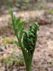 Botrychium michiganense