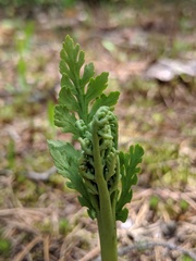 Botrychium michiganense