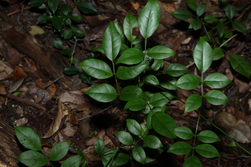 Image of Pandorea jasminoides by (c) Greg Tasney, some rights reserved (CC BY-SA)