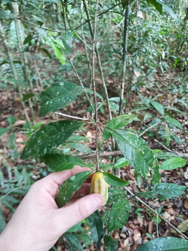 Rosenbergiodendron longiflorum (Rosenbergiodendron longiflorum)