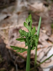 Botrychium michiganense
