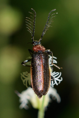 Schizotus cervicalis