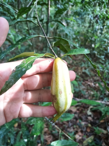 Rosenbergiodendron longiflorum, photograph 1