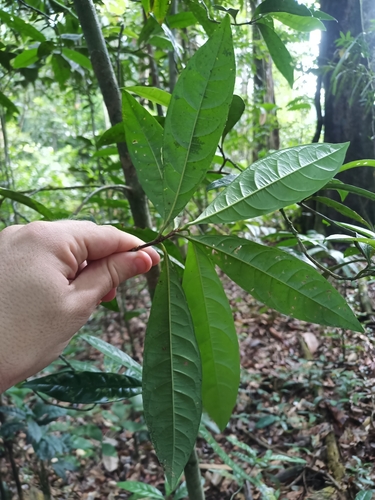 Rosenbergiodendron longiflorum, photograph 3