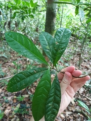 Rosenbergiodendron longiflorum, photograph (c) Guillaume Delaitre, some rights reserved (CC BY)
