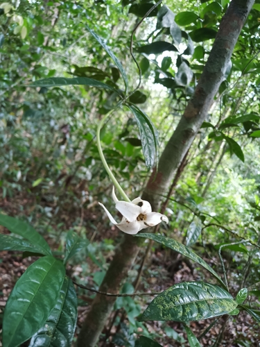 Rosenbergiodendron longiflorum, photograph 5