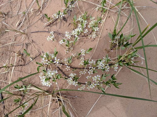sand cherry