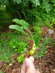 Melikaiella tumifica