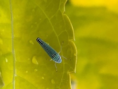 Sibovia
