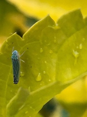 Sibovia