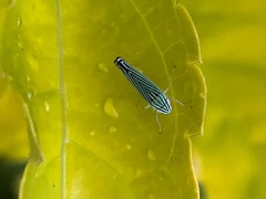Sibovia