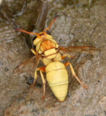 Euodynerus auranus azotopus