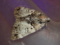 Allotria
