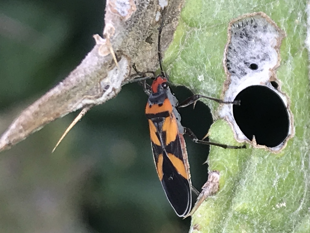 Lygaeus analis
