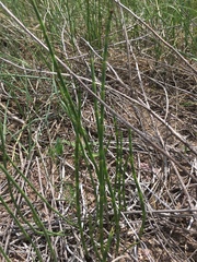 Equisetum laevigatum