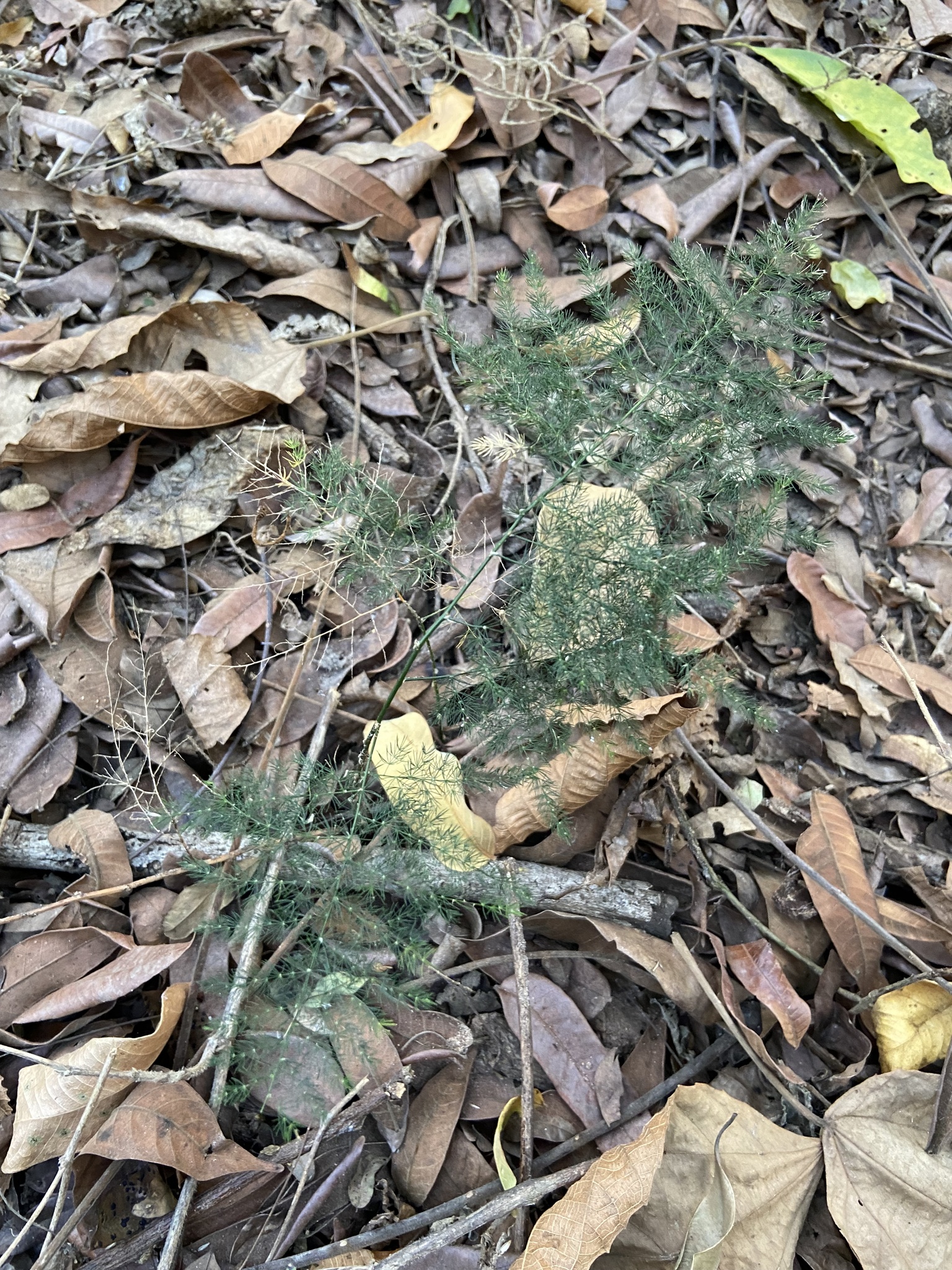 Asparagus setaceus