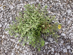 Heterotheca zionensis