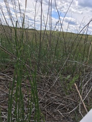 Equisetum laevigatum