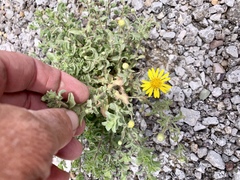 Heterotheca zionensis
