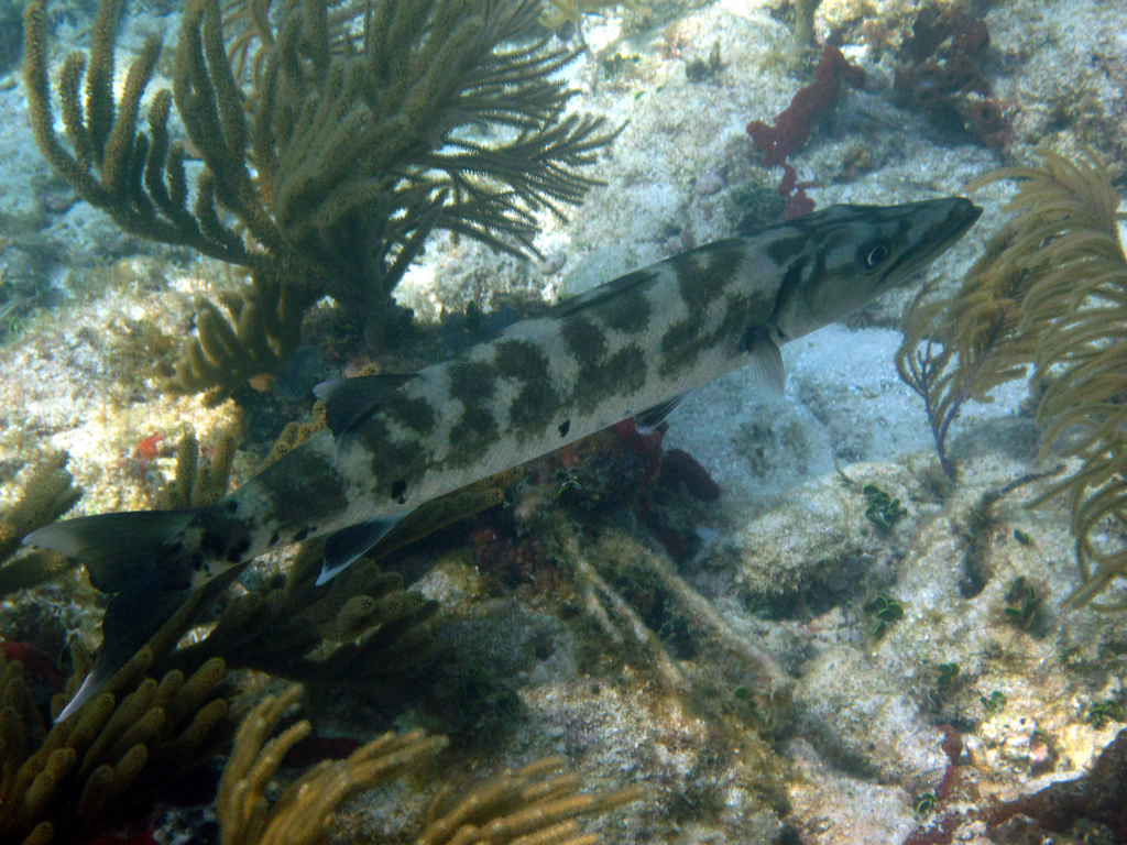 Great Barracuda (Sphyraena barracuda) Marine Life Identification