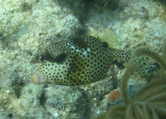 Lactophrys bicaudalis