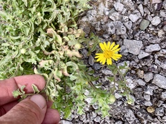 Heterotheca zionensis