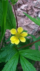 Geum aleppicum