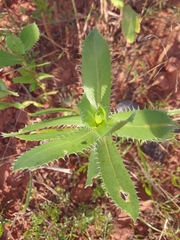 Grindelia ciliata