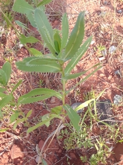 Grindelia ciliata