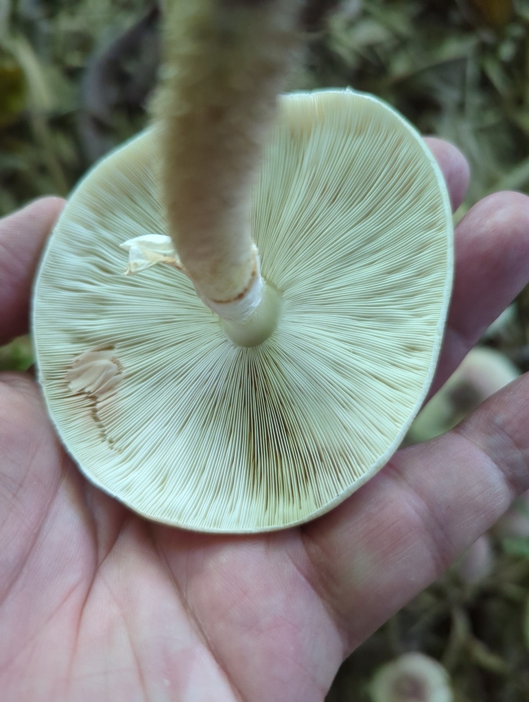 Leucocoprinus lilaceus · June 2024 · photo: © jonparod (iNaturalist, cc-by)