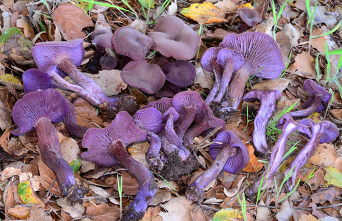 Western Amethyst Laccaria
