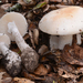 Western Destroying Angel - Photo (c) noah_siegel, some rights reserved (CC BY-NC-SA), uploaded by noah_siegel