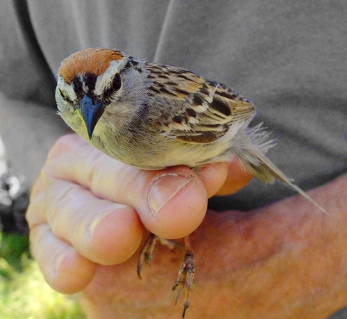 iNaturalist observation photo of Chipping Sparrow
