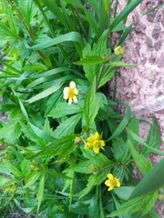 Geum aleppicum