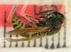 Pachodynerus guadulpensis