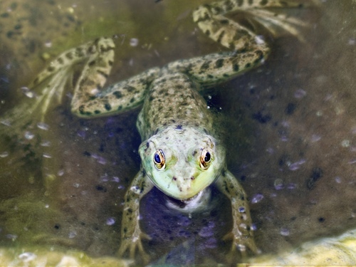 American Bullfrog photographed in Illinois