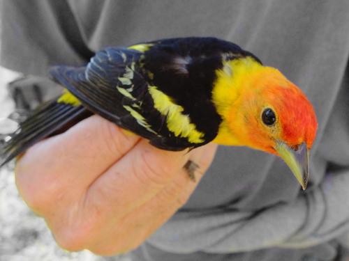 iNaturalist observation photo of Western Tanager